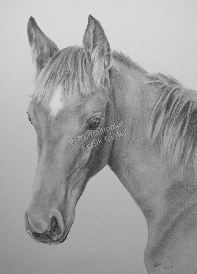 Pferdenportrait fotorealistisch mit Bleistiften gezeichnet - Bleistiftzeichnung
