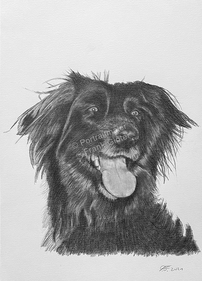 Tierportraits-Bleistiftzeichnungen Hundeportrait nach Fotovorlage