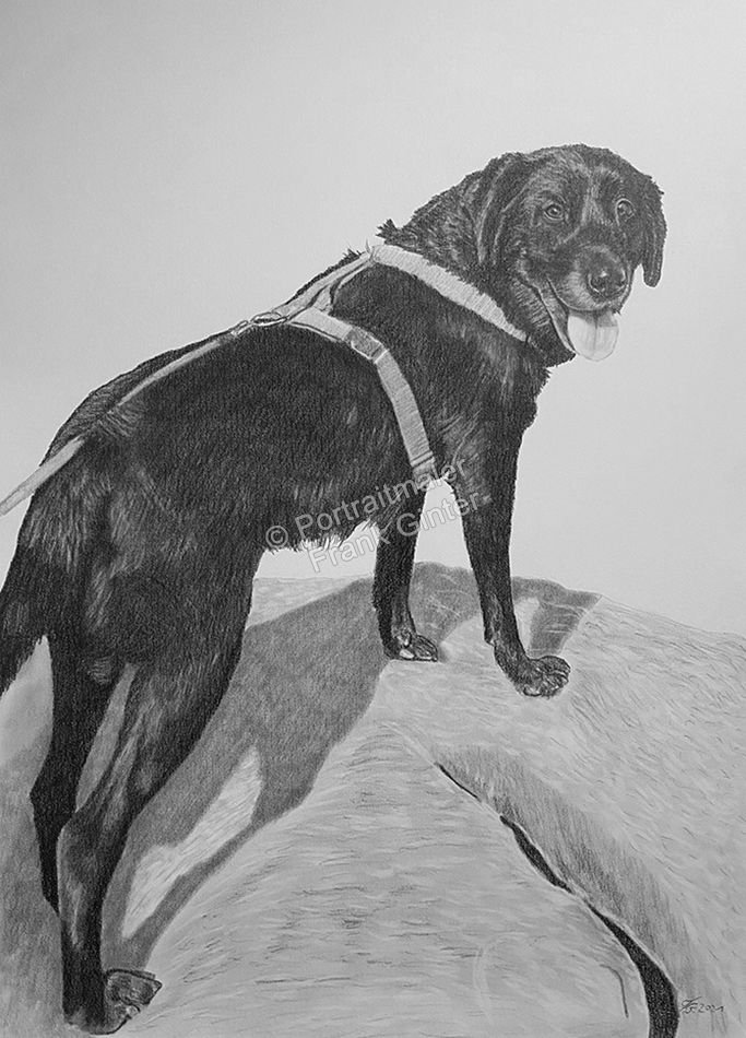 Tierzeichnung-Bleistiftzeichnungen Hundeportrait vom Foto gezeichnet